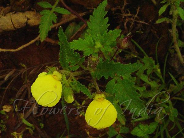 Slipper Flower